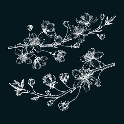 Cherry blossom sketch in engraved style. Flowering branch with flowers and leaves. Two white contoured sakura drawing. Botanical vector illustration of spring tree isolated on chalkboard
